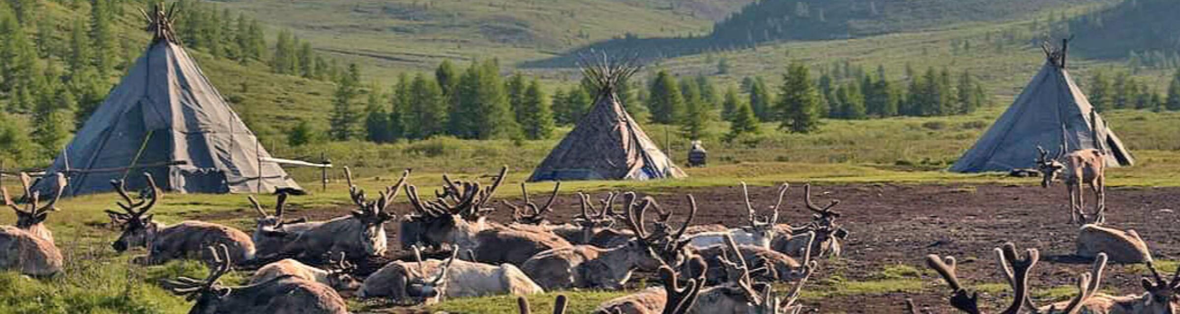 Tssatan reindeer herders' camp