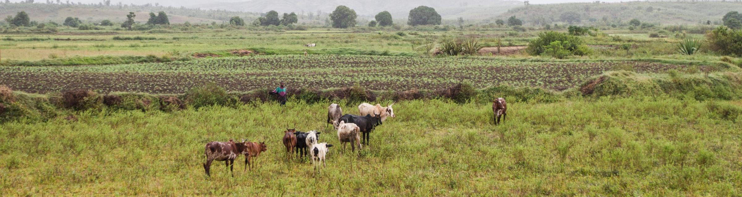 The view from the bus in southern Madagascar.