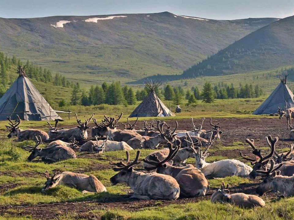 Tssatan reindeer herders' camp
