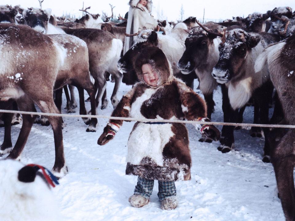Child among reindeers