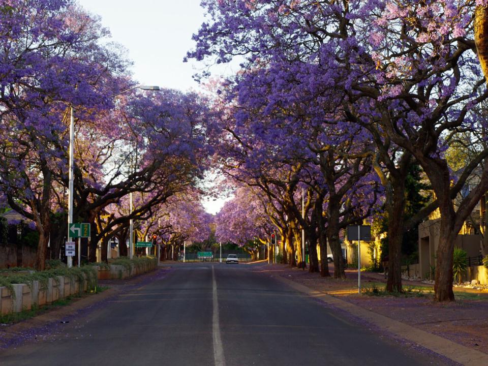 Beautiful jacaranda trees in Pretoria, South Africa.