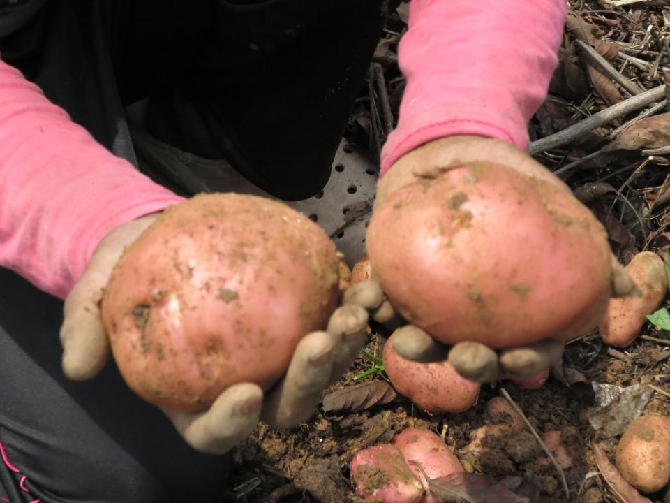 An OM worker plants potatoes God's way and sees a rich harvest returned.