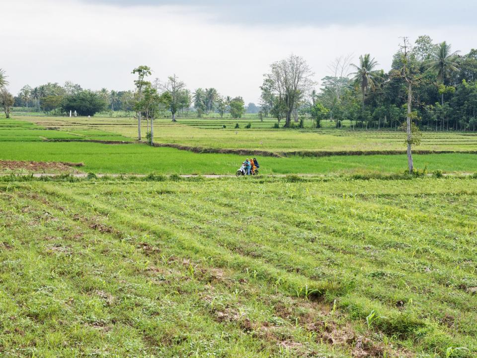 A farm in Indonesia, they tend to be small as the work is largely done by hand.
