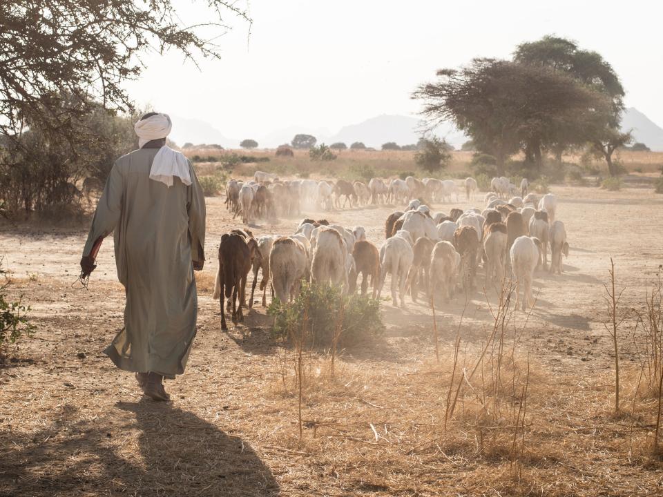 Shepherd with his flock in central north Africa. Photo by RJ Rempel.