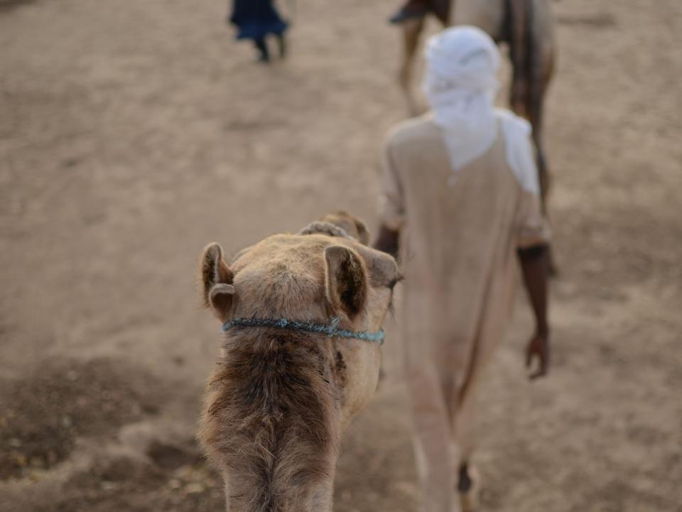 People ride camels through the desert in Africa. Photo by Andrew Fendrich