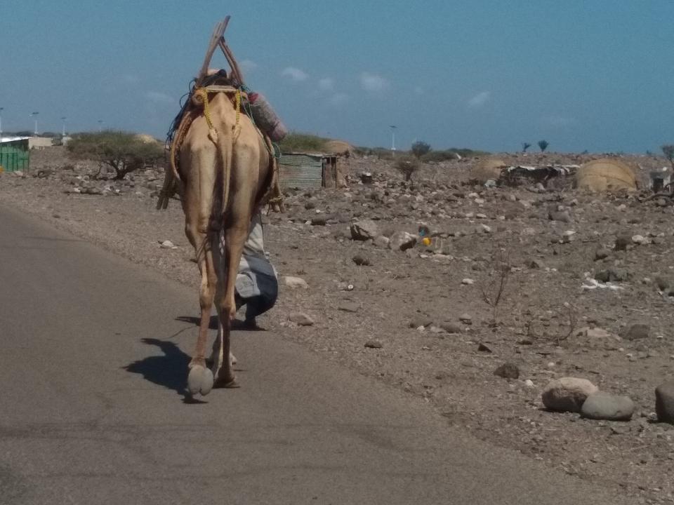 Camel walking down a road in East Africa.