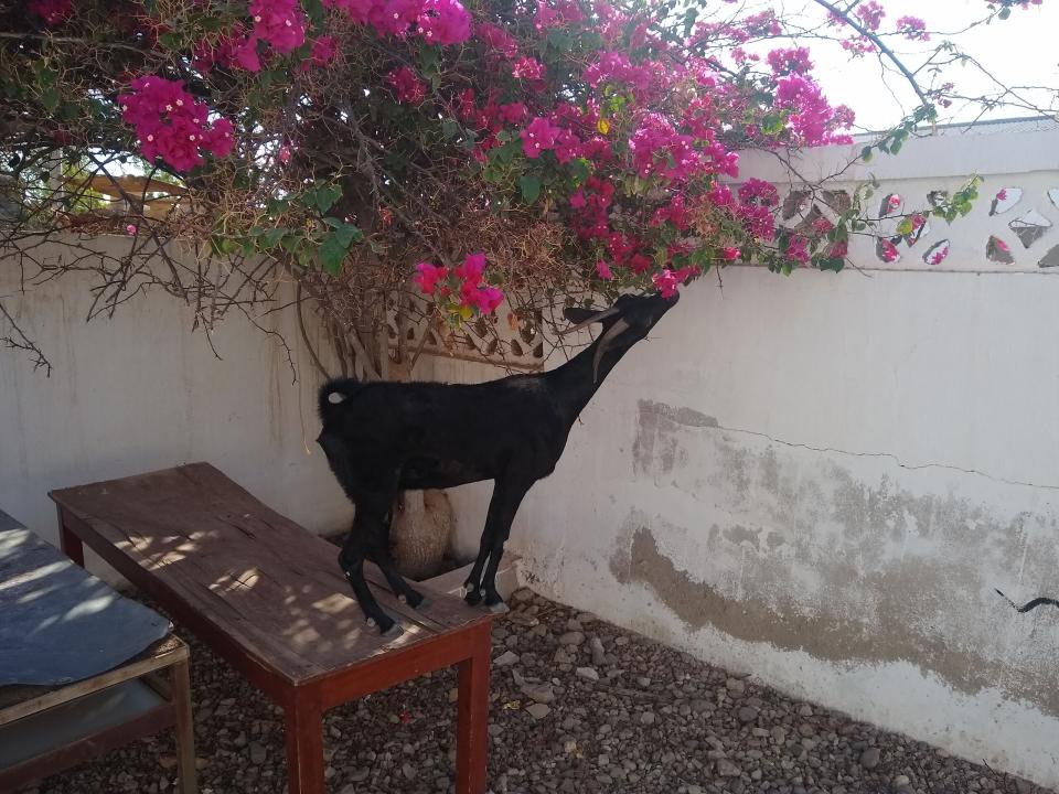 Goat in East Africa stands on a table eating flowers.