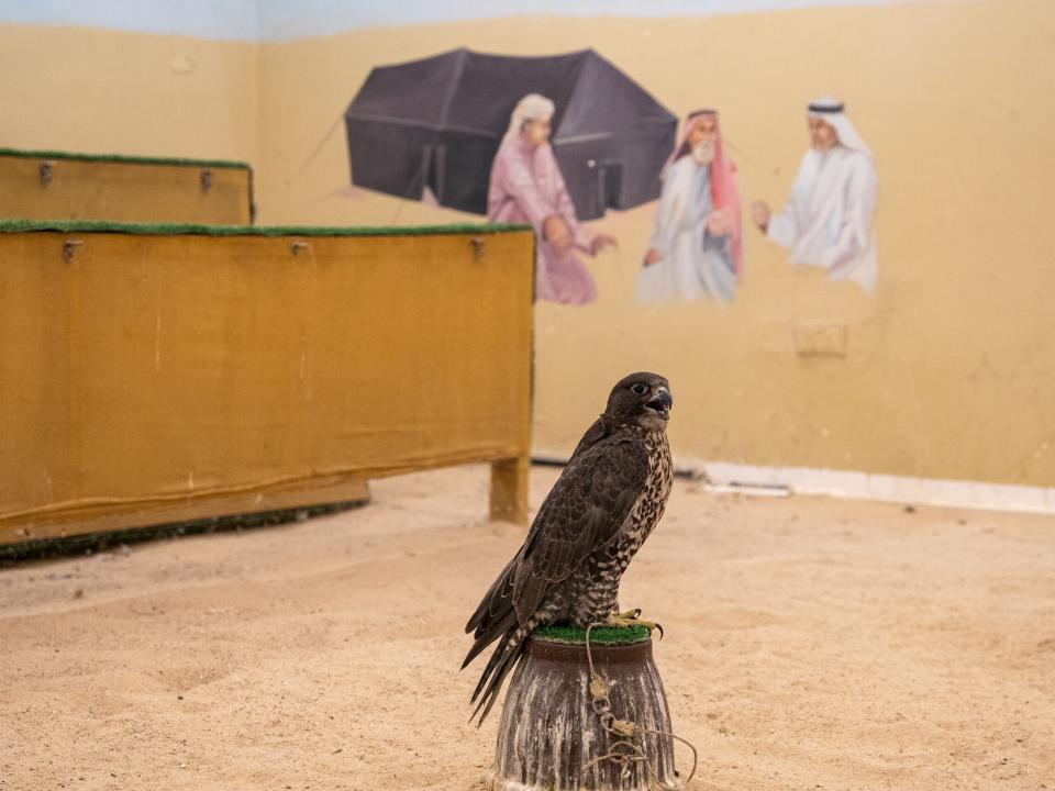 Falcons are an important part of the Arabian Peninsula's history and culture. Photo by RJ Rempel.
