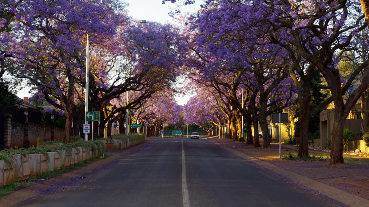 Beautiful jacaranda trees in Pretoria, South Africa.