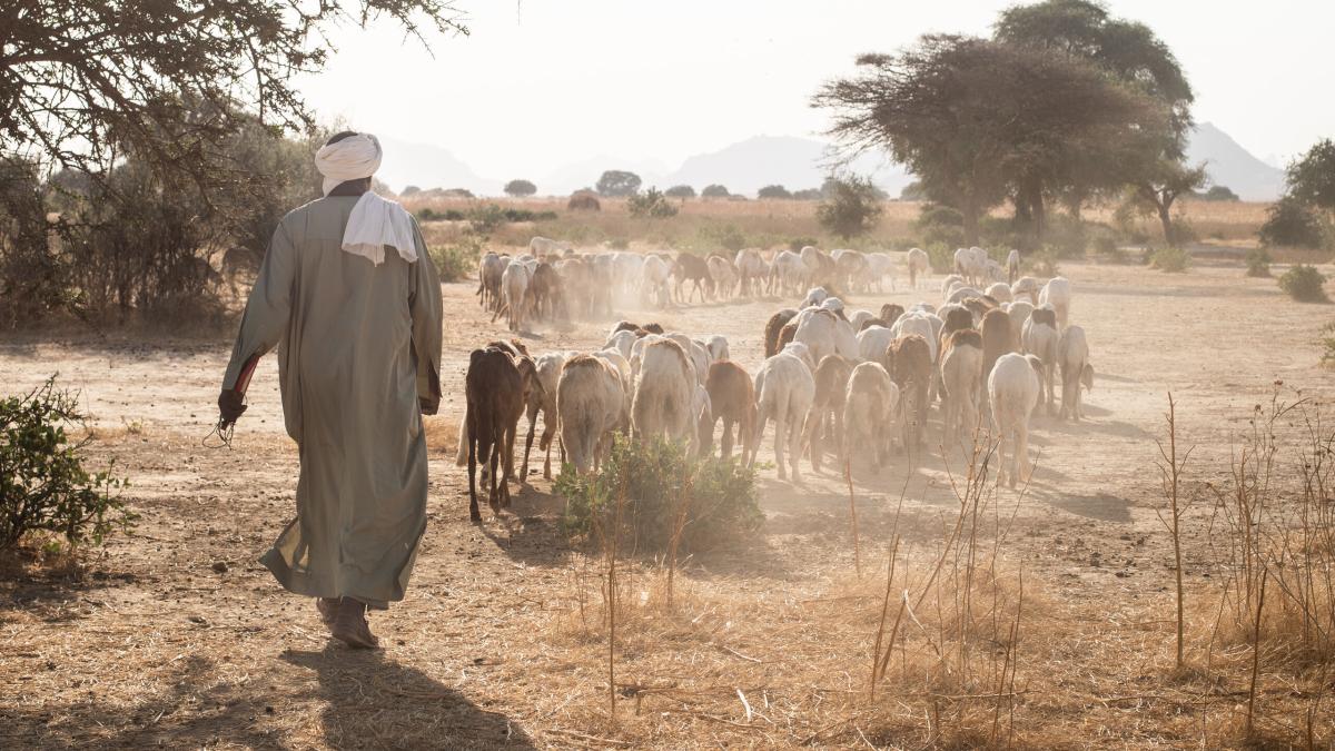 Shepherd with his flock in central north Africa. Photo by Rebecca Rempel