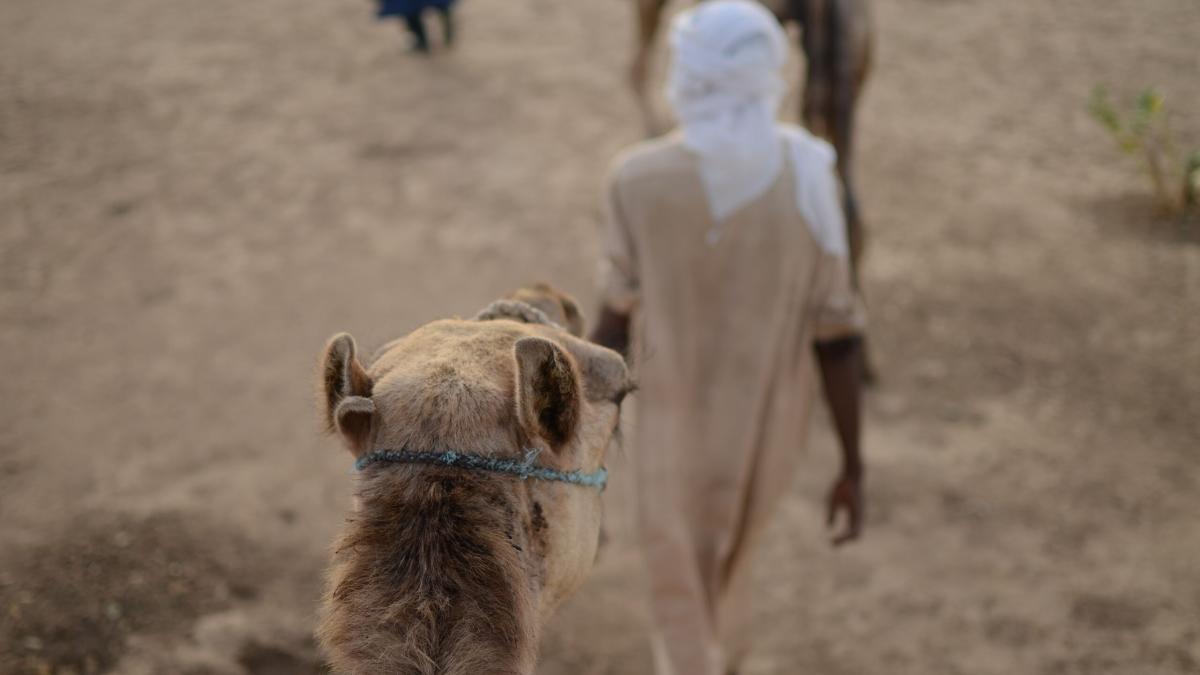 People ride camels through the desert in Africa. Photo by Andrew Fendrich