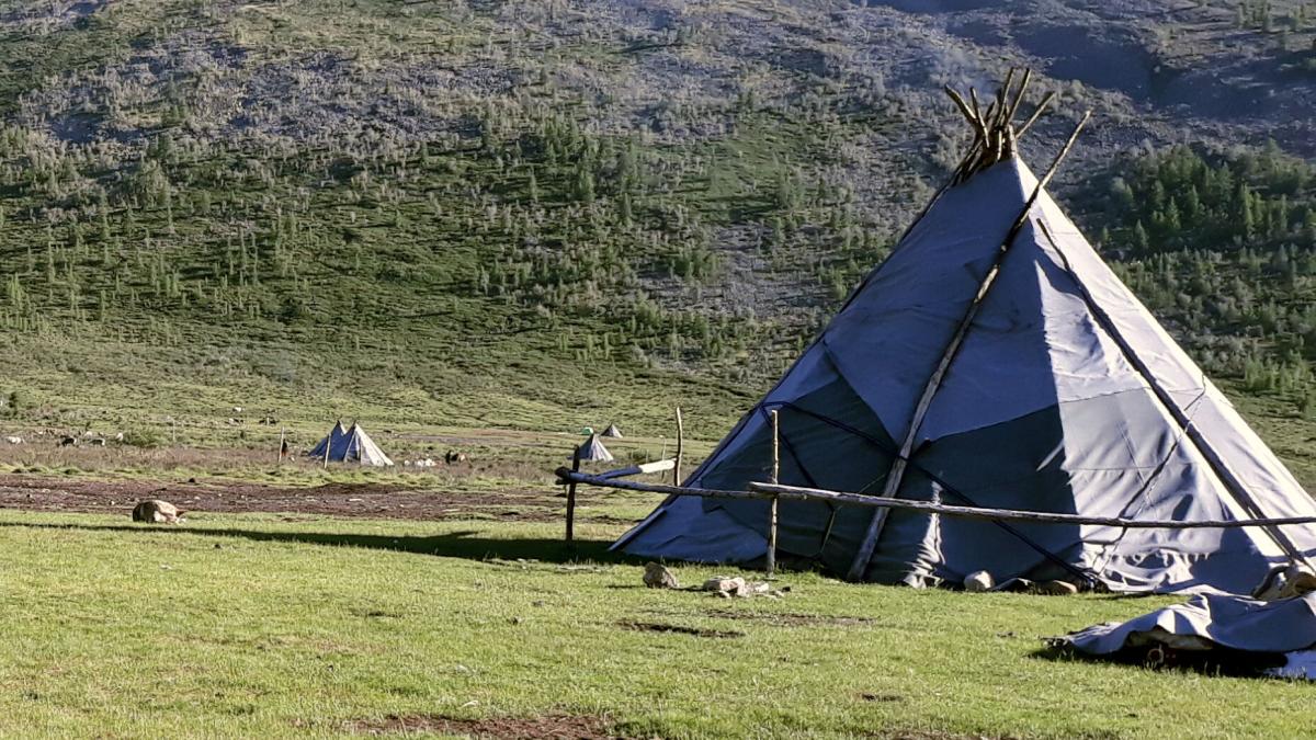 View of the nomadic Tsaatan reindeer herders' settlement of tents in a remote valley in Mongolia. Photo by Buyana.